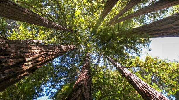 How Our Tree Care Process Works  in West Tawakoni, TX